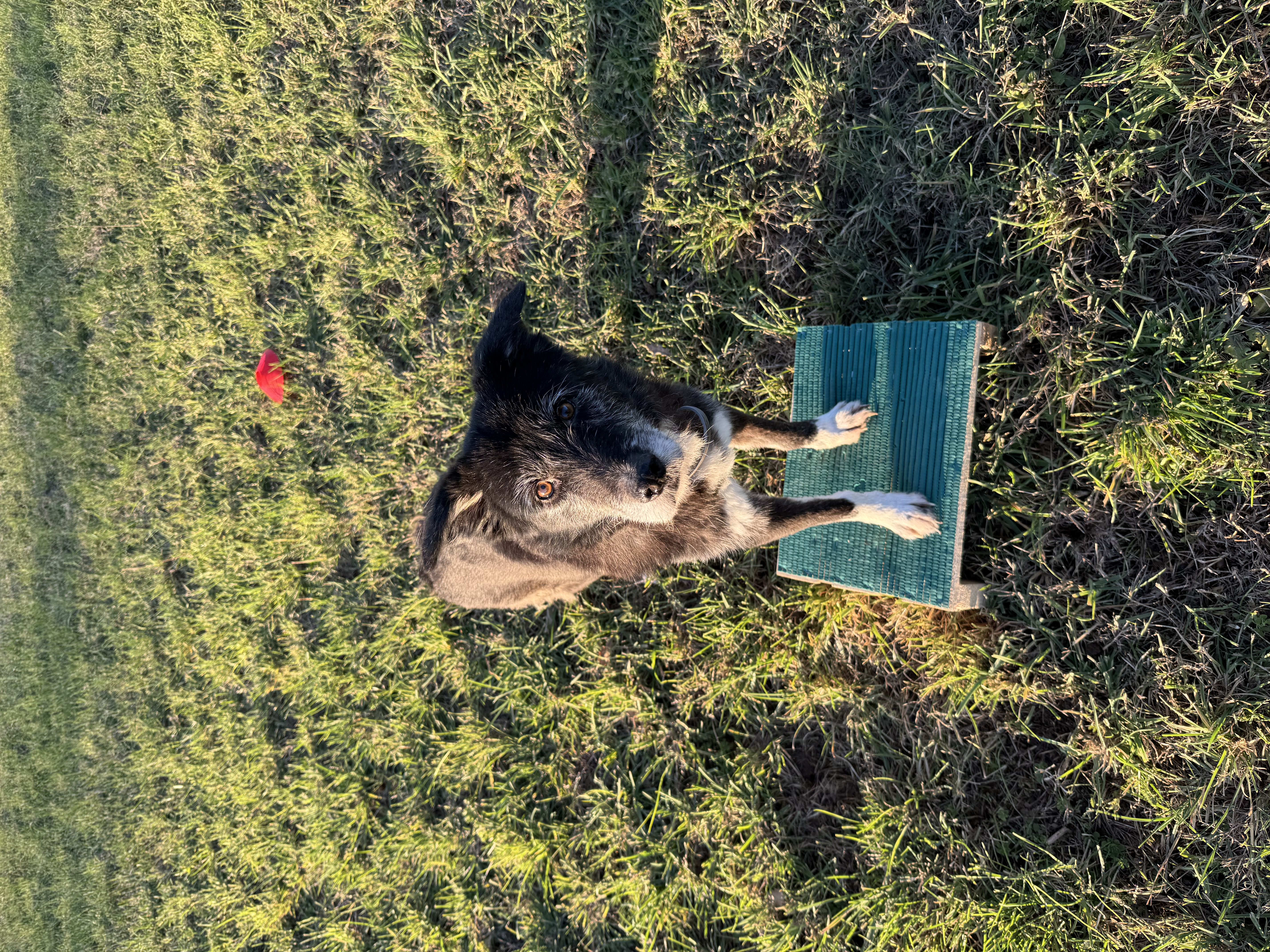 Educazione cane a Torino con Stefano Dubla