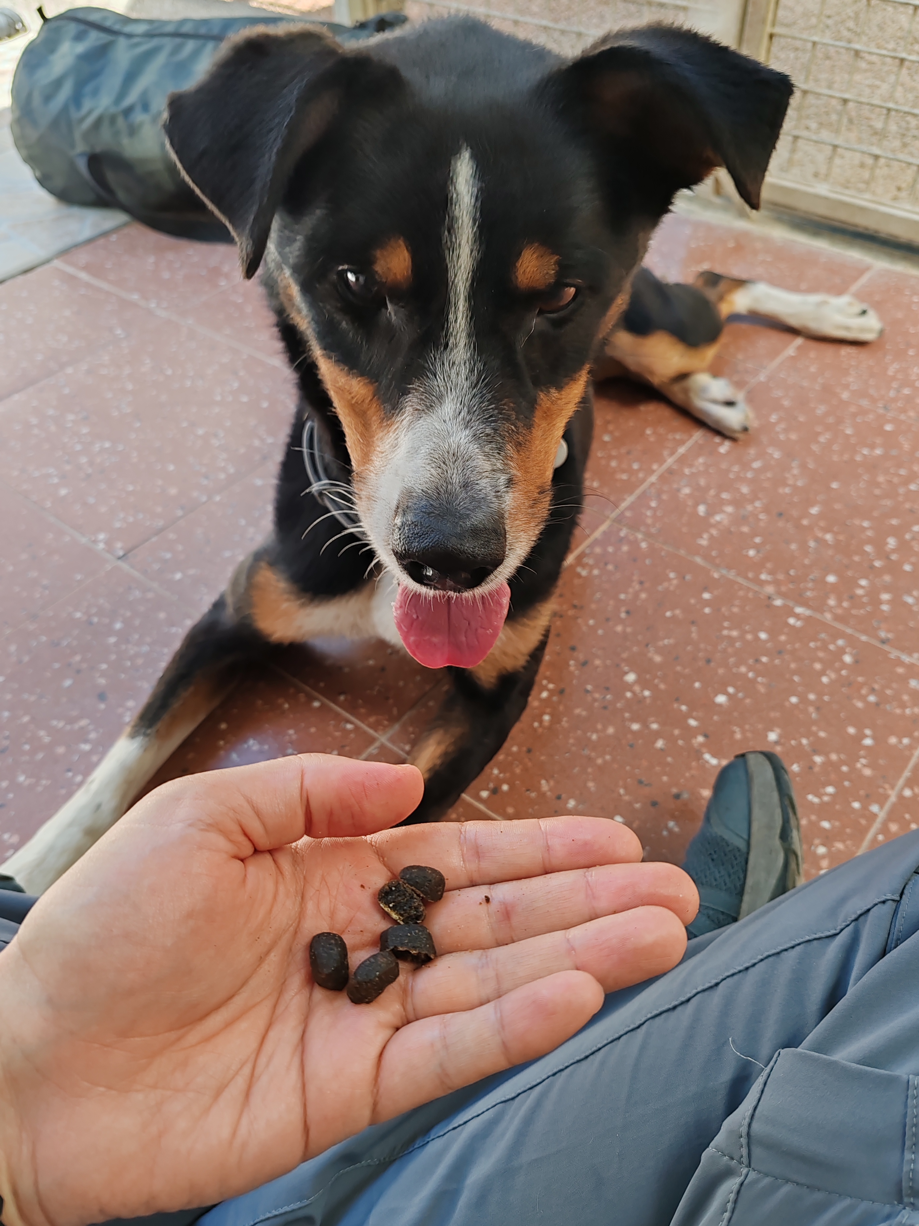 Educatore cinofilo Torino – FUNctional Dog Training